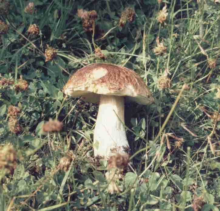  Image name: 108 Porcino.jpg 
 width: 725 pixel 
 height: 694 pixel 
 Size: 45153 bytes 
 Click to enlarge 